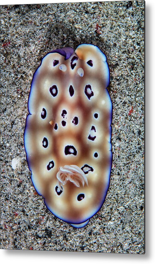 Flores Metal Print featuring the photograph A Colorful Hypselodoris Tryoni #1 by Ethan Daniels