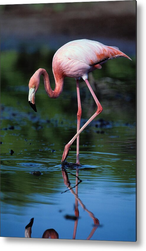 Animal Themes Metal Print featuring the photograph American Flamingo Phoenicopterus Ruber #1 by Art Wolfe