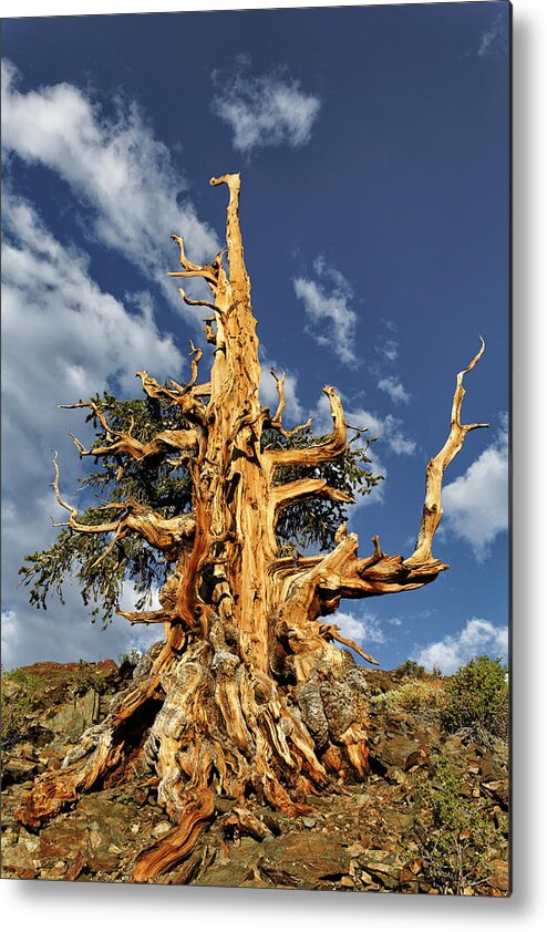 Adam Jones Metal Print featuring the photograph Ancient Bristlecone Pine Tree #1 by Adam Jones