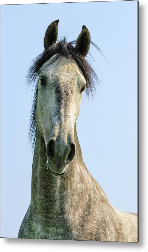 Heike Odermatt Metal Print featuring the photograph Andalusian Horse Portrait #1 by Heike Odermatt