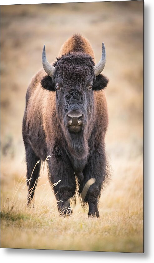 American Metal Print featuring the photograph Bison Bison, American Bison #1 by Petr Simon