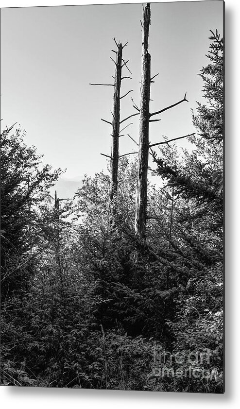 Smokies Metal Print featuring the photograph Black And White Forest #1 by Phil Perkins
