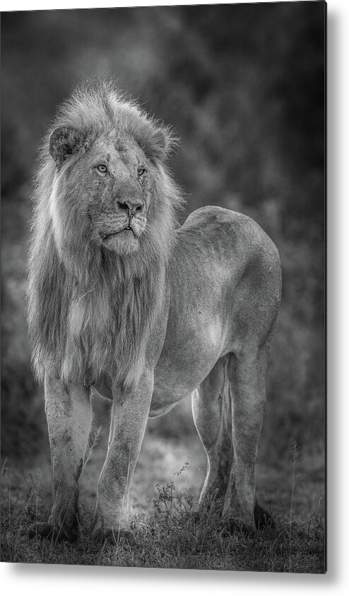 Lion Metal Print featuring the photograph Blondie #1 by Jeffrey C. Sink