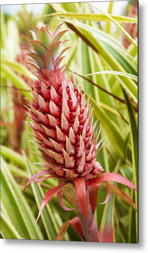 Ip_70313216 Metal Print featuring the photograph Close Up Of A Pineapple At Dole Plantation Hawaii, Oahu, Hawaii, Usa, America #1 by Brigitte Merz