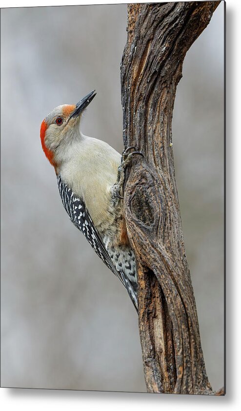 Adam Jones Metal Print featuring the photograph Female Red-bellied Woodpecker And Red #1 by Adam Jones
