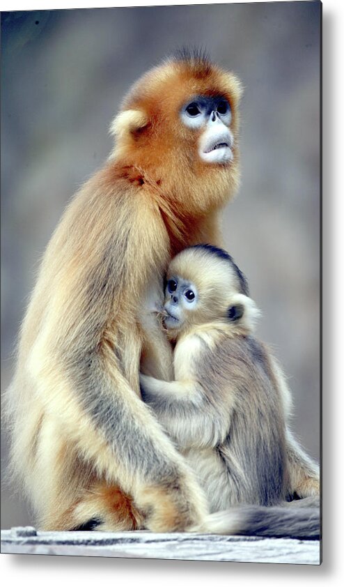 Animal Themes Metal Print featuring the photograph Golden Monkey #1 by Floridapfe From S.korea Kim In Cherl