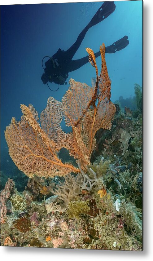 Gorgona
Underwater
Scubadiving
Coral
Reef
Diver
Seascape Metal Print featuring the photograph Gorgona #1 by Serge Melesan