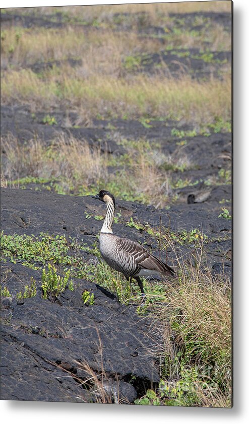 Hawaiian Goose Metal Print featuring the photograph Hawaiian Goose #1 by Jim West/science Photo Library