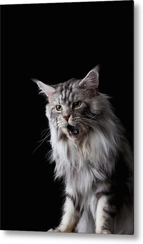 Three Quarter Length Metal Print featuring the photograph Maine Coon Cat by Ultra.f