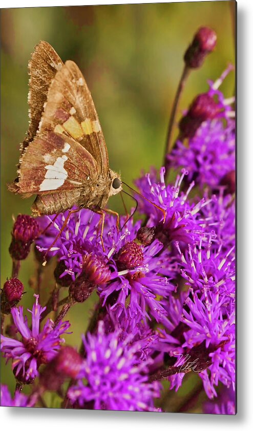 Macro Photography Metal Print featuring the photograph Moth On Purple Flowers #1 by Meta Gatschenberger