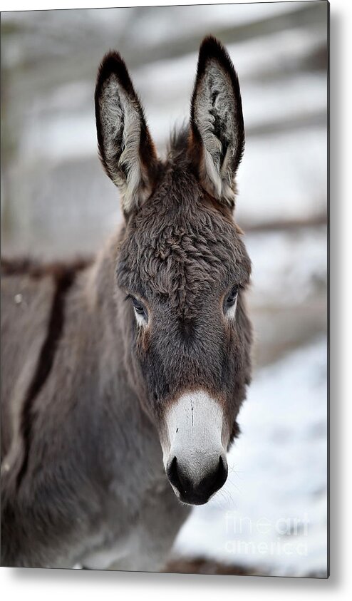 Rosemary Farm Metal Print featuring the photograph Nemo #2 by Carien Schippers