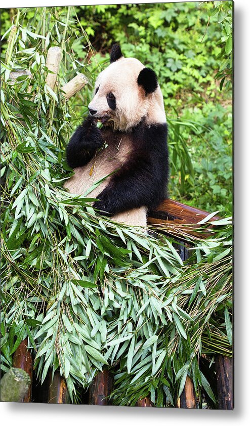 Panda Metal Print featuring the photograph Panda #1 by Pengpeng