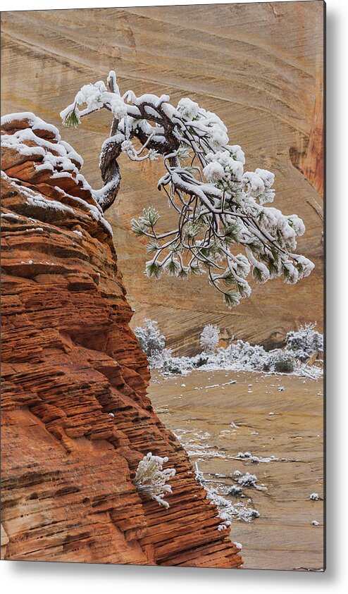 Jeff Foott Metal Print featuring the photograph Pine Tree In Zion Natl Park #1 by Jeff Foott