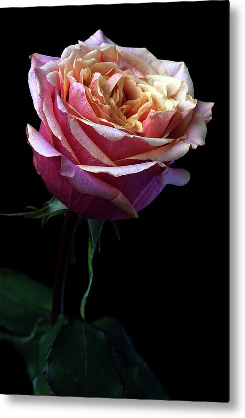 Outdoors Metal Print featuring the photograph Pink Rose #1 by Iwan Tirtha