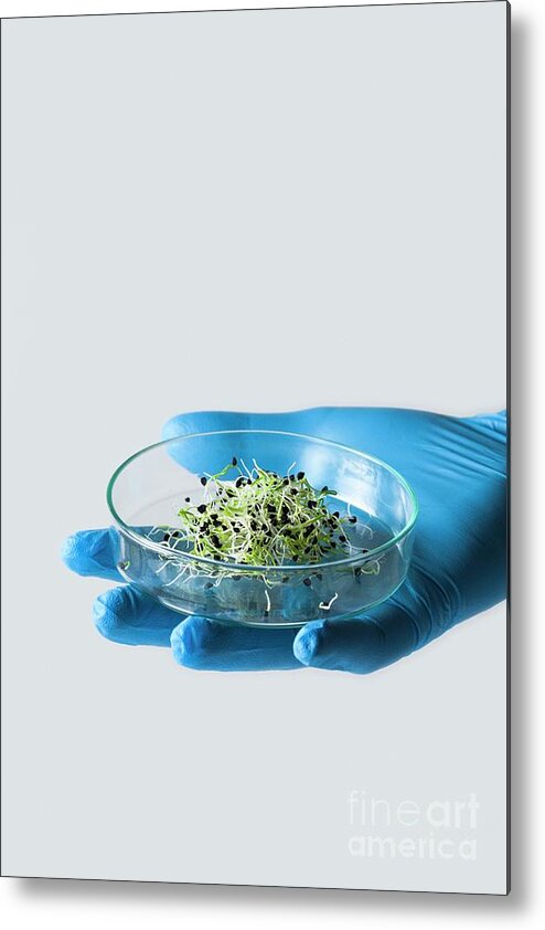 Side View Metal Print featuring the photograph Plant Biotechnology #1 by Cristina Pedrazzini/science Photo Library
