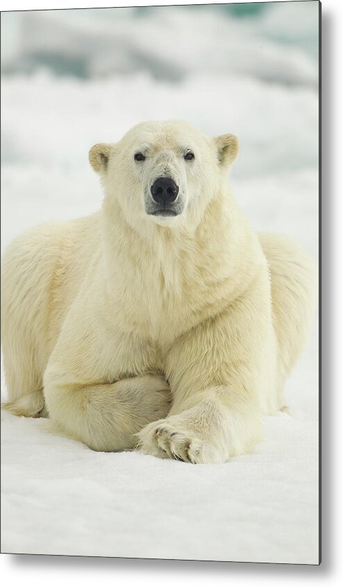 Dawn Metal Print featuring the photograph Polar Bear, Svalbard, Norway by Paul Souders
