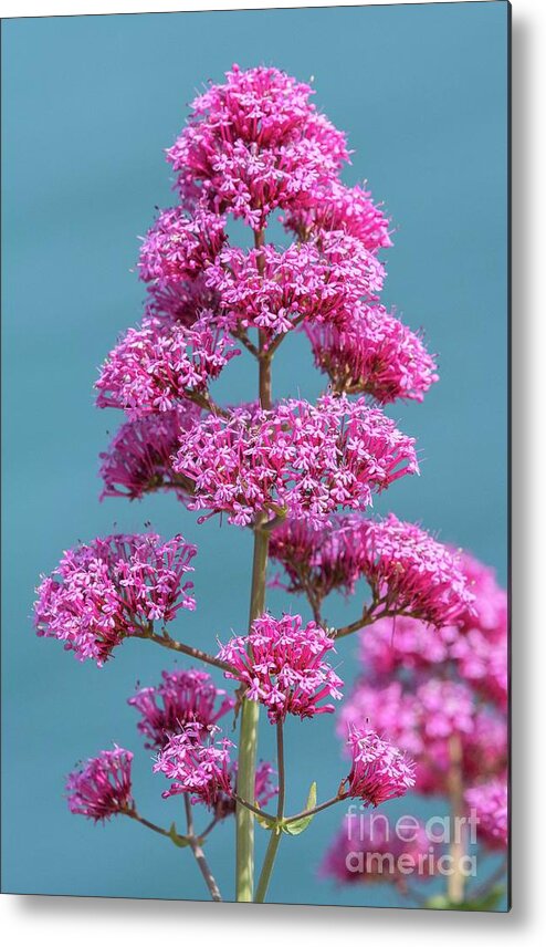 Flower Metal Print featuring the photograph Red Valerian (centranthus Ruber) #1 by Bob Gibbons/science Photo Library
