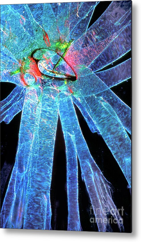 Silk Moth Caterpillar Breathing Pore #1 Metal Print by Dr Keith  Wheeler/science Photo Library - Fine Art America