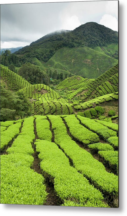 Cameron Highlands Metal Print featuring the photograph Sungai Palas Tea Estate On Slopes Of #1 by Anders Blomqvist