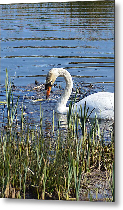 Swan Metal Print featuring the photograph Swan #1 by Andy Thompson