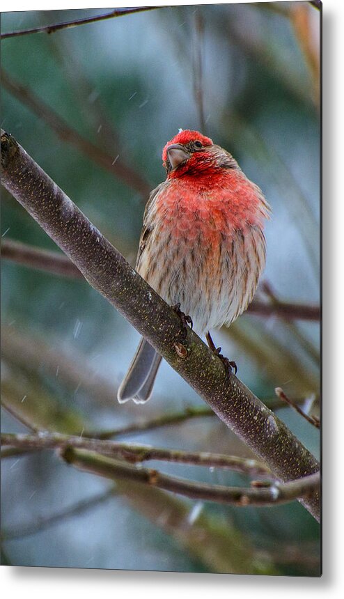 Birds Metal Print featuring the photograph The Snowflake #1 by John Harding