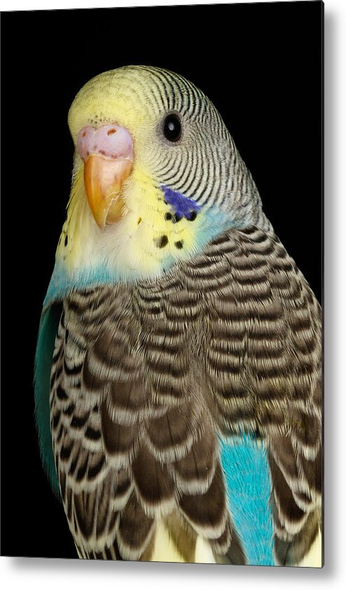 American Budgie Metal Print featuring the photograph Budgerigar Melopsittacus Undulatus #10 by David Kenny