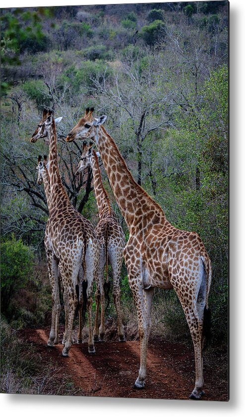 Africa Metal Print featuring the photograph Giraffe (giraffa Camelopardalis) #11 by Roger De La Harpe