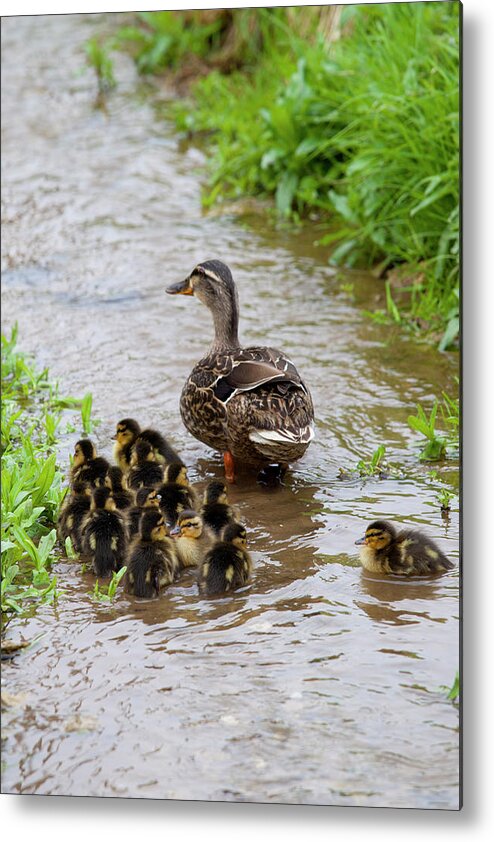 Female Mallard Duck With 14 Newly Hatched Ducklings Metal Print featuring the photograph 1161-6056 by Robert Harding Picture Library