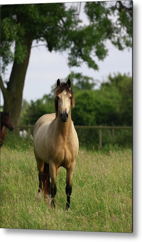 1z5f9559 Welsh Pony Metal Print featuring the photograph 1z5f9559 Welsh Pony, Brynseion Stud, Uk by Bob Langrish