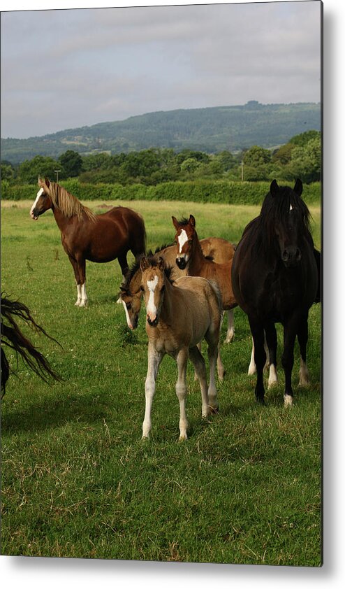 1z5f9815 Welsh Cob Mares And Foals Metal Print featuring the photograph 1z5f9815 Welsh Cob Mares And Foals, Brynseion Stud, Uk by Bob Langrish