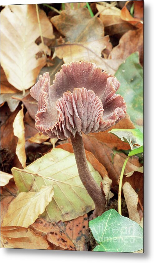 Biological Metal Print featuring the photograph Amethyst Deceiver Mushroom #2 by John Wright/science Photo Library