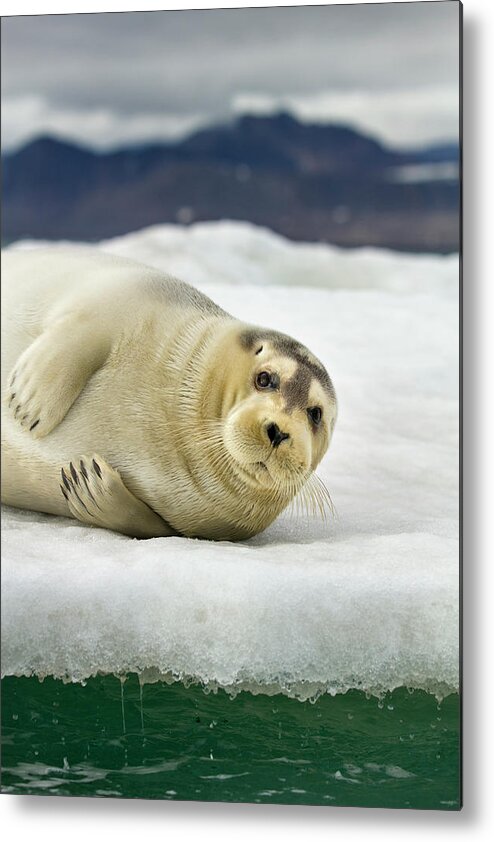 Svalbard Islands Metal Print featuring the photograph Bearded Seal, Svalbard, Norway #2 by Paul Souders