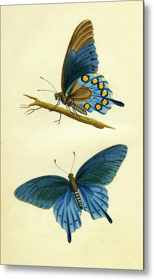 Entomology Metal Print featuring the mixed media butterflies - Papilio philenor by Unknown