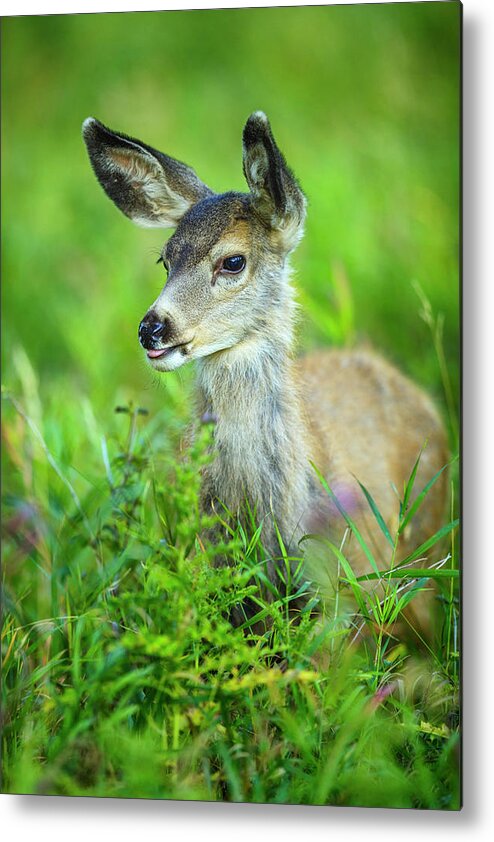 Abstract Metal Print featuring the photograph Fawn In Waterton National Park, Canada #2 by Don White