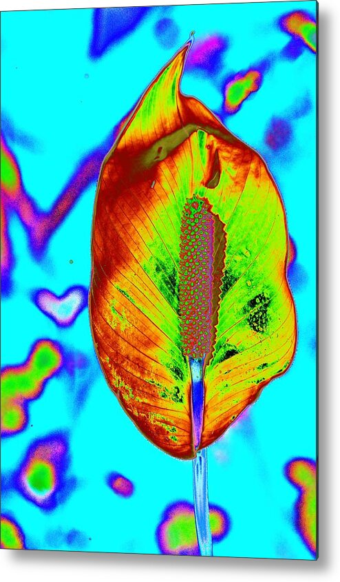 Flower Metal Print featuring the photograph Fired Up Anthurium by Richard Henne