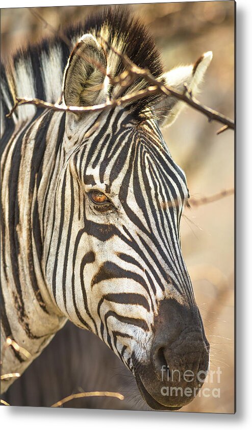 Zebra Metal Print featuring the photograph Portrait of Zembra #2 by Benny Marty