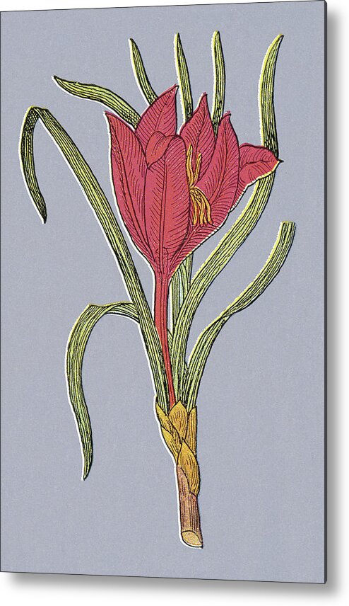 Bloom Metal Poster featuring the drawing Red Flower #2 by CSA Images