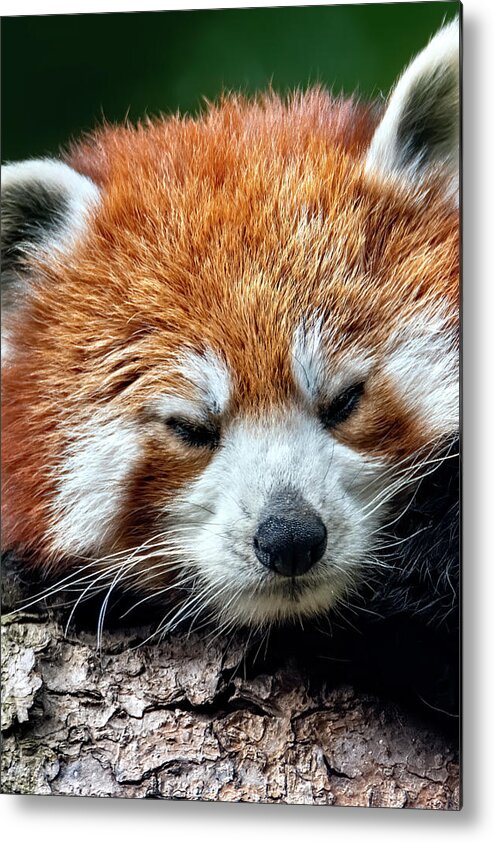 Red Metal Print featuring the photograph Red Panda #2 by Kuni Photography