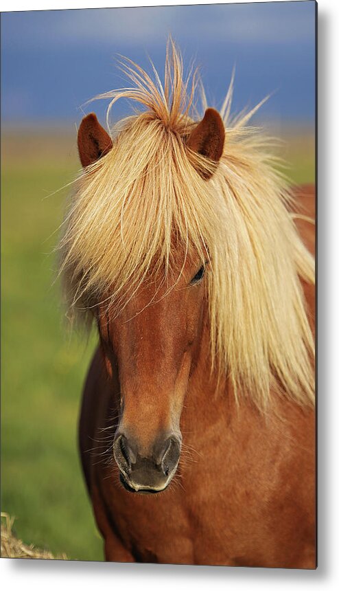 Horse Metal Print featuring the photograph Icelandic Horse #3 by Gigja Einarsdottir