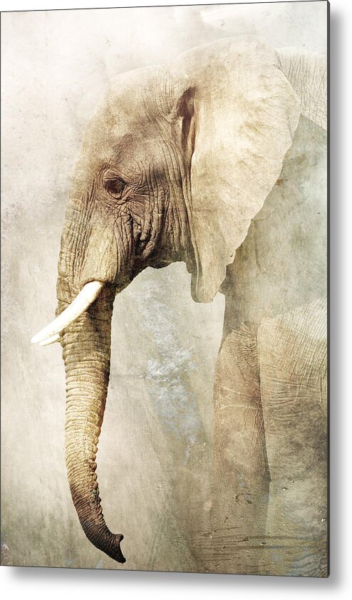 Elephant Metal Print featuring the photograph Untitled #38 by Antonio Grambone