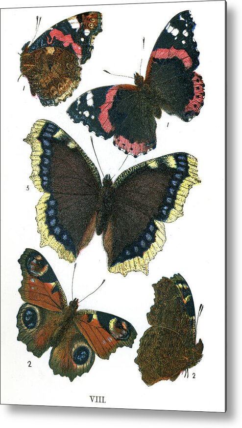Admiral Butterfly Metal Print featuring the digital art Butterflies #4 by Duncan1890
