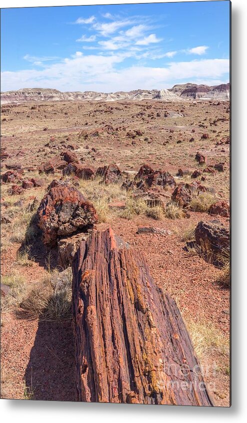 Ancient Forest Metal Print featuring the photograph Petrified Forest National Park #4 by David Parker/science Photo Library