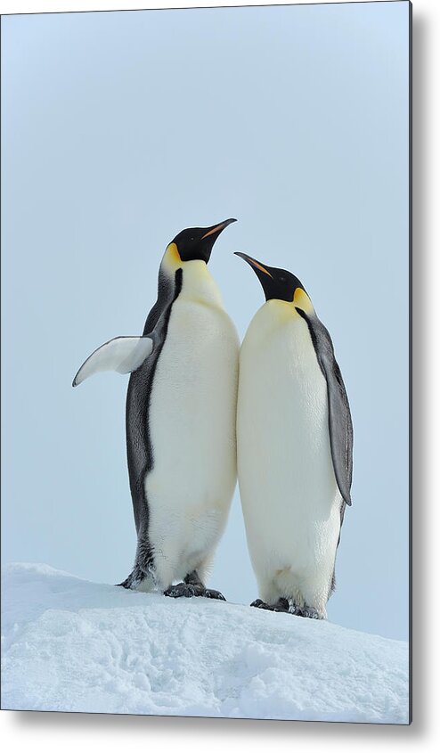 Emperor Penguin Metal Print featuring the photograph Emperor Penguin #5 by Raimund Linke