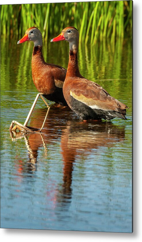 Bird Metal Print featuring the photograph USA, Florida, Wakodahatchee Wetlands #5 by Jaynes Gallery