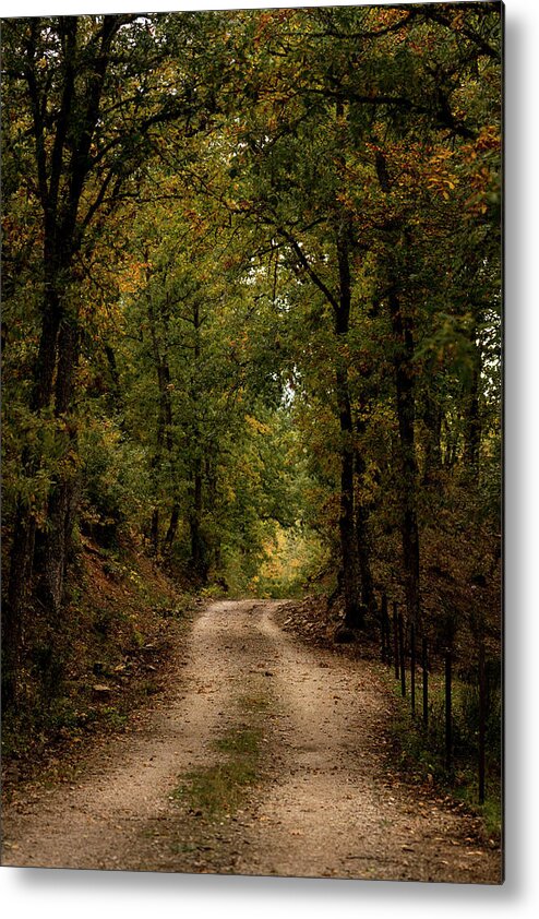 Green Metal Print featuring the photograph Path Between Forest Trees In Autumn #6 by Cavan Images