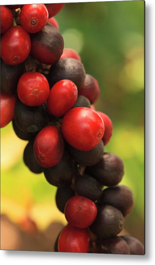 Outdoors Metal Print featuring the photograph Ripe Coffee Cherries #6 by Dustypixel