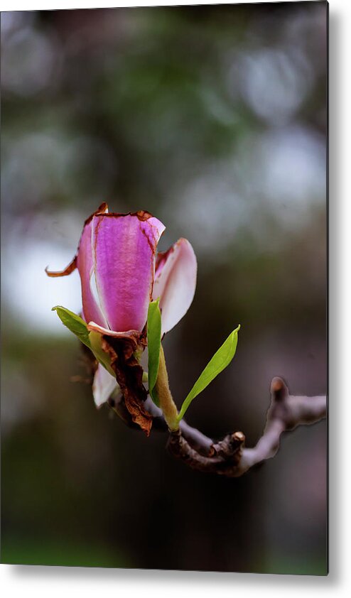 Magnolias Metal Print featuring the photograph Magnolia Blossom #68 by Robert Ullmann