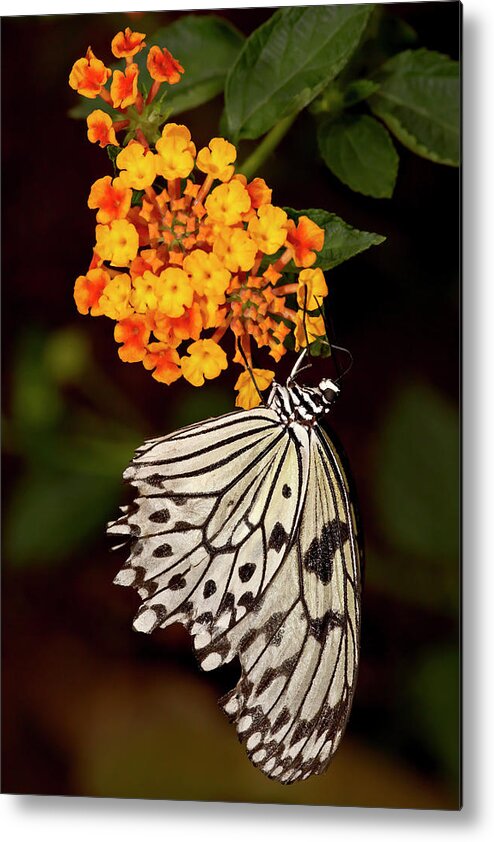 Large Tree Nymph (paper Kite) (white Tree Nymph) (rice Paper Butterfly) (idea Leuconoe) In Captivity Metal Print featuring the photograph 764-2466 by Robert Harding Picture Library
