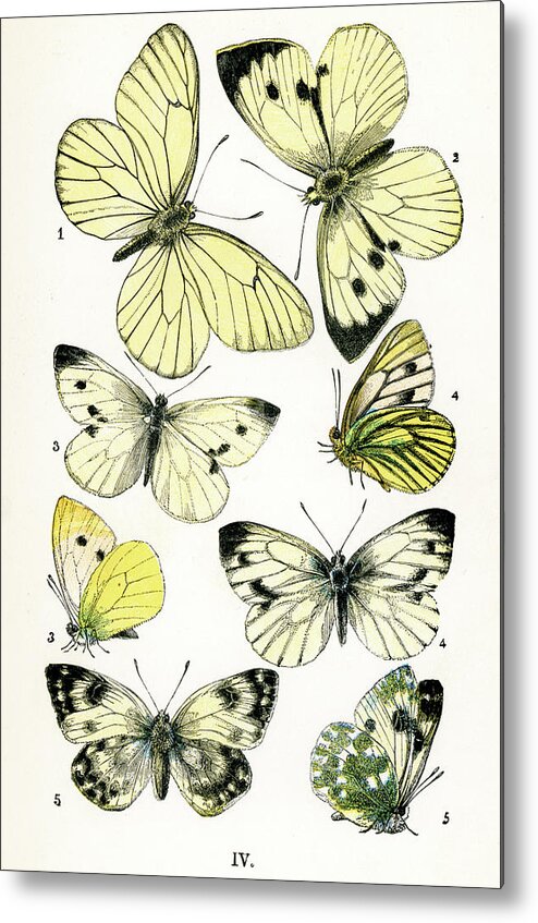 White Background Metal Print featuring the digital art Butterflies #8 by Duncan1890