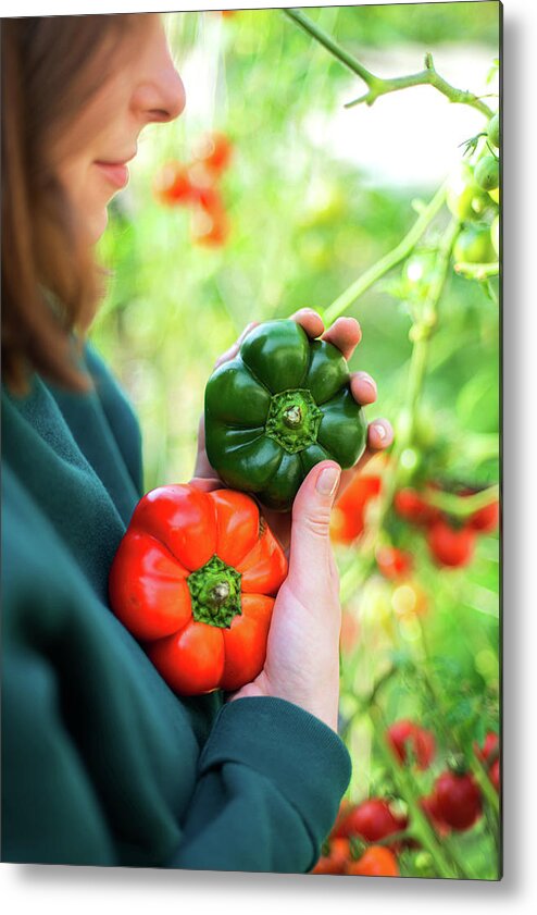 Tomatoes Metal Print featuring the photograph Woman Harvests Tomatoes From Her Garden #8 by Cavan Images